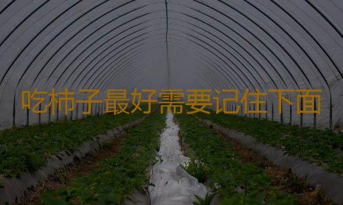 吃柿子最好需要记住下面的禁忌 这样才能做到吃的健康来