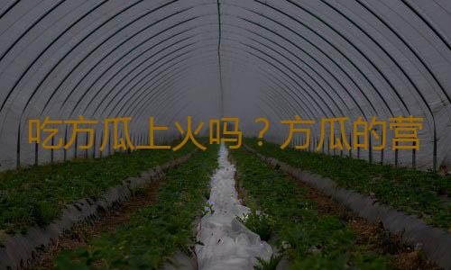 吃方瓜上火吗？方瓜的营养价值有哪些