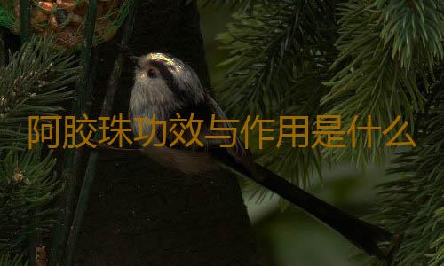 阿胶珠功效与作用是什么